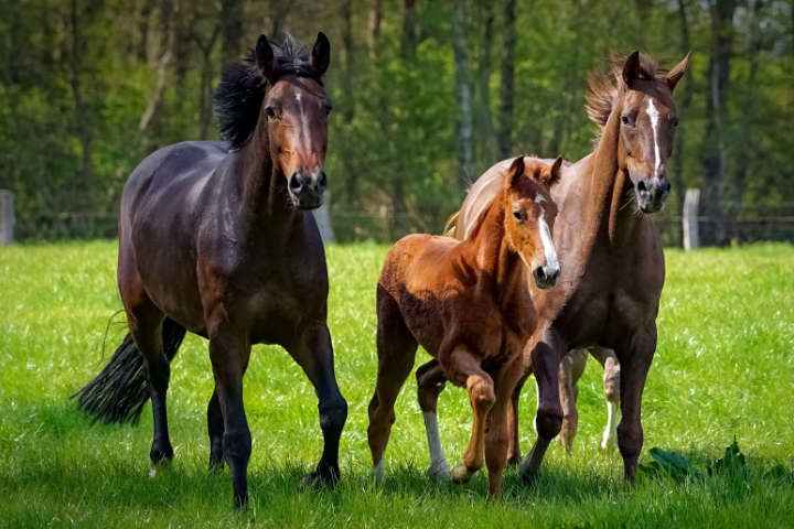Zwei Pferde mit Fohlen auf der saftig grünen Wiese