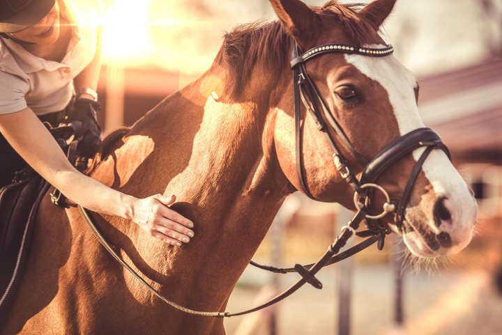 Mädchen streichelt ein braunes Pferd während dem Reiterkurs